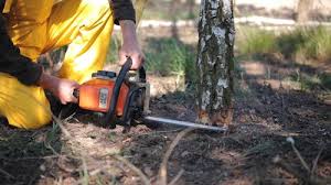 Pest Control for Lawns in Lahaina, HI