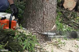 How Our Tree Care Process Works  in  Lahaina, HI