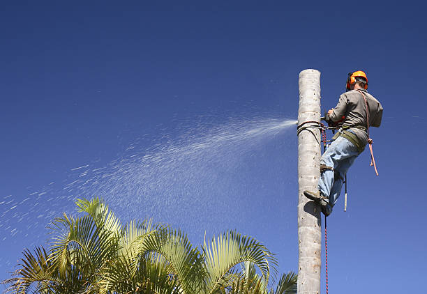 Best Artificial Turf Installation  in Lahaina, HI