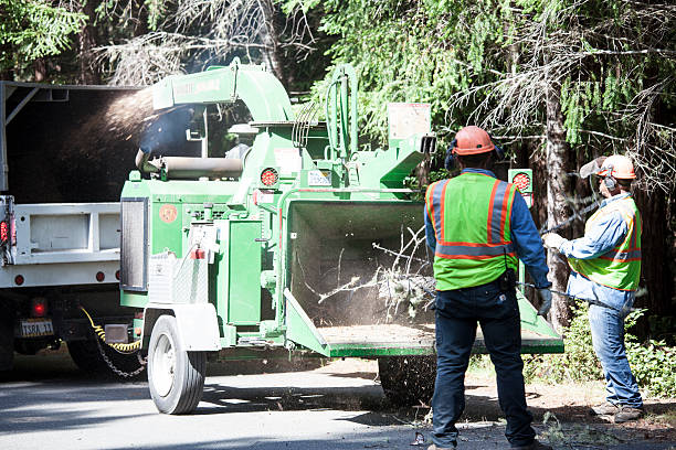 Trusted Lahaina, HI Tree Care Experts