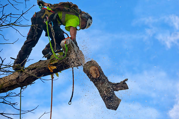 Best Root Management and Removal  in Lahaina, HI